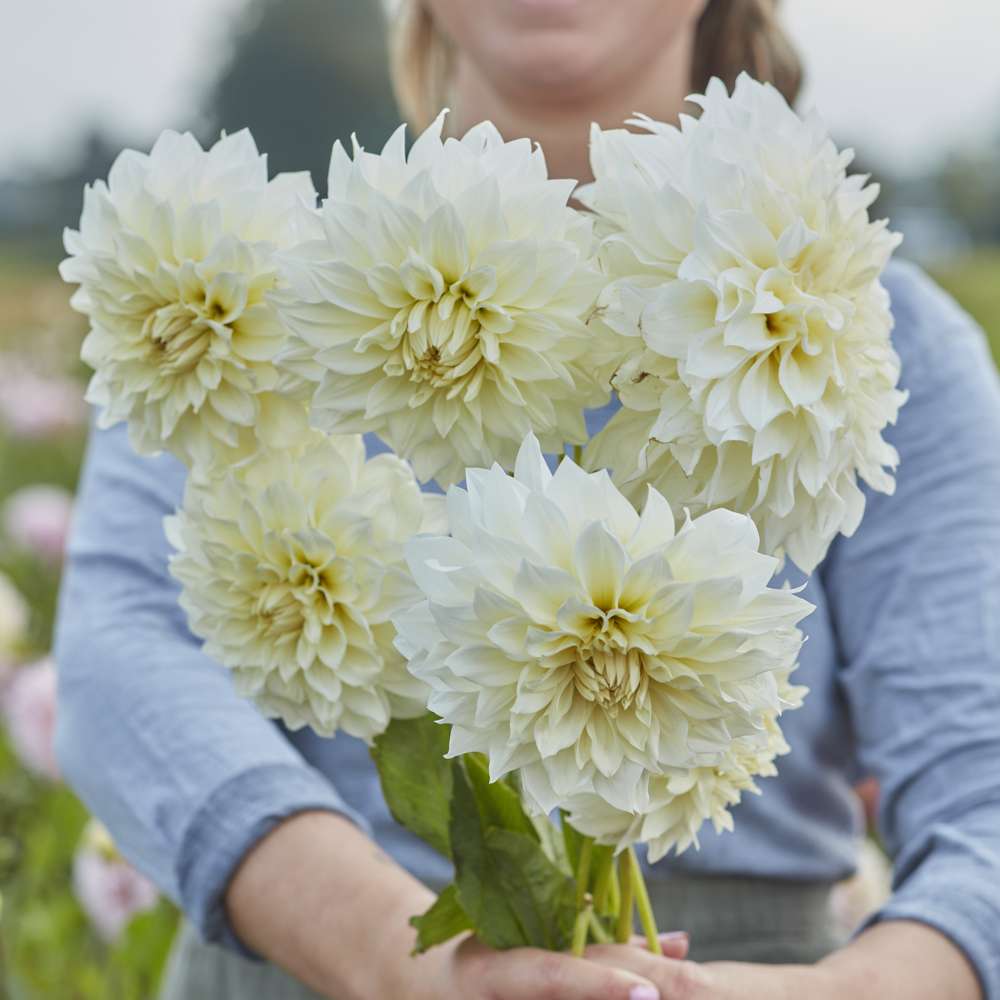 Dahlia 'Cafe au Lait Supreme'